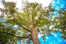 Best Root Management and Removal  in Bothell West, WA