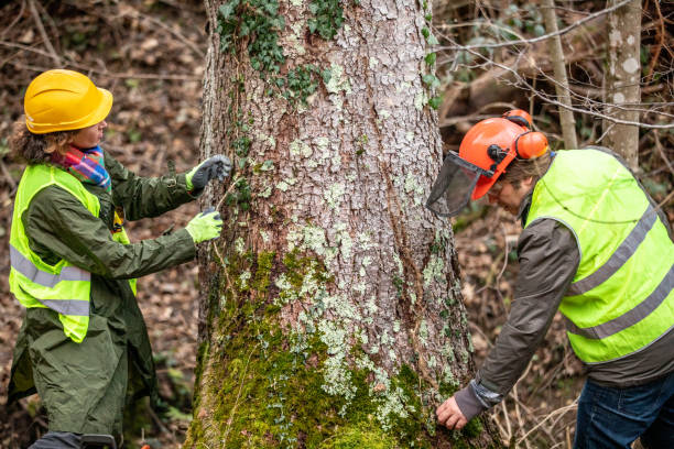 Best Storm Damage Tree Cleanup  in Bothell West, WA